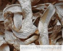 批发供应 绿色食品 食为天 松茸干片
