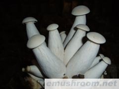 供应大白口蘑（金福菇）