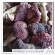 原产地批发供应野生红菇