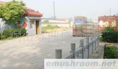 批发供应黄金针菇