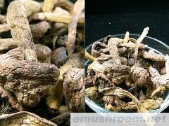 批发供应长白山野生松树伞 红蘑 钉子蘑300/公斤/蘑菇