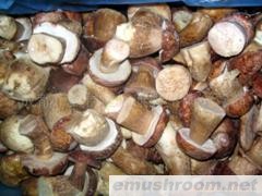 供应野生菌