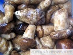 供应盐渍夷灵菇