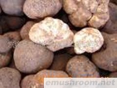 供应批发野生菌,块菌,Manbetx体育手机版推荐A9版本,牛肝菌,松茸,菌汤料