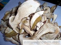 批发供应美味牛肝菌AAA级,野生菌,Manbetx体育手机版推荐A9版本,