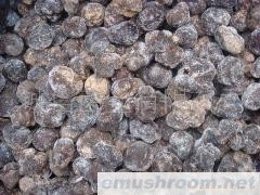 供应；松茸 块菌 松露 土特产 野生菌