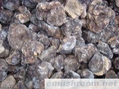 供应 黑松露 土特产 野生菌 松露 块菌 Manbetx体育手机版推荐A9版本等