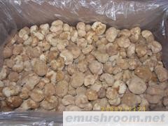 供应猴头菇