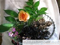 供应油炸干巴菌