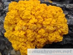 产地批发-最好的黄耳 金耳 脑耳