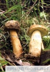 供应美味牛肝菌（盐渍品）