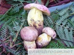 供应白葱菌（干燥品）