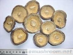 供应香菇（干燥品）