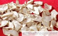 供应杏鲍菇（干燥品）