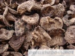 批发供应 黑虎掌 Manbetx体育手机版V17版本发布.官网安卓网.香港  牛肝菌 肉齿牛肝