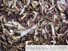 批发供应  黄牛肝 红葱菌 Manbetx体育手机版V17版本发布.官网安卓网.香港 牛肝菌 野生菌