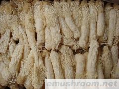 批发；野生食品 竹孙 ManBetX体育 牛肝菌 土特产