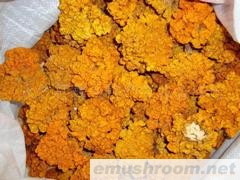 产地批发-最好的干金耳,鲜金耳,冻金耳