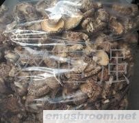 批发供应椴木花菇