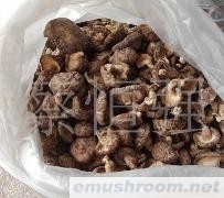 批发供应椴木花菇