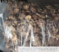 批发供应椴木板菇