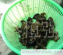 批发供应椴木冬耳