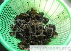 批发供应椴木冬耳