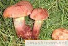 产地批发-速冻红牛肝菌,红葱菌