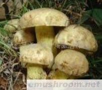 产地批发-速冻白牛肝菌,白葱菌