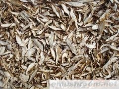 批发供应菌床生切菇丝(图)