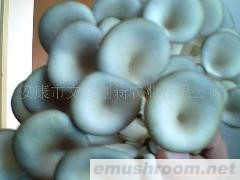 供应富硒鲜姬菇