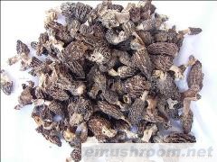 供应 新疆野生 ManBetX体育（2759号）