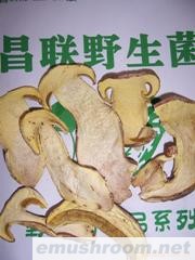 供应黄牛肝菌AAA