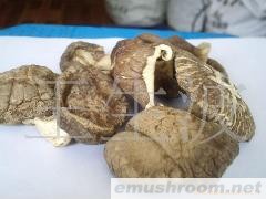 供应香菇/干香菇/花菇/后菇/袋料