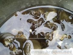 供应黑木耳/绿色木耳/椴木干木耳