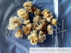 野生银耳供应(图)