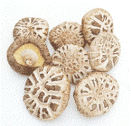 供应茶花菇 花菇 白花菇