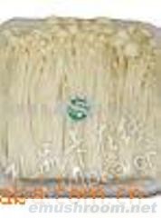 供应金针菇罐头