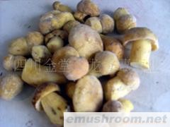 供应速冻白葱菌