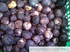 供应新鲜竹荪蛋