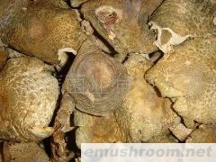 批发供应野生菌 青头菌 牛肝菌 土特产