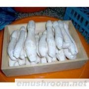 供应鸡腿菇