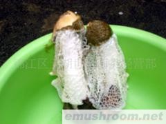 供应蜀南竹海土特产鲜竹荪