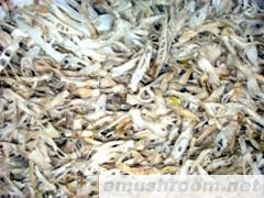 供应蜀南竹海土特产干苦笋片/竹荪