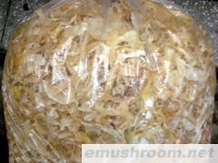 供应蜀南竹海土特产干春笋片/竹荪