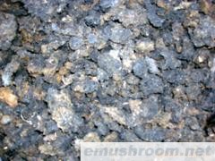 供应蜀南竹海土特产竹燕窝/竹荪