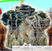 供应新疆野生菌