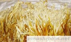 批发供应盐渍黄金针菇