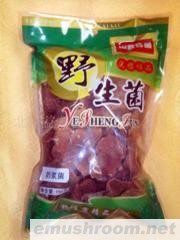 供应野生菌奶浆菌