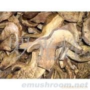 供应（野生Manbetx体育手机版V17版本发布.官网安卓网.香港）牛肝菌(图)